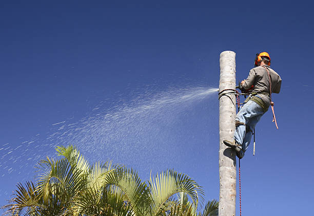 Best Lawn Maintenance Plans  in Wharton, NJ
