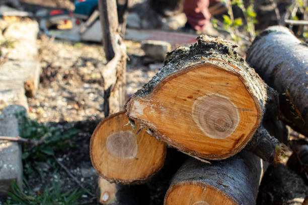 Best Commercial Tree Services  in Wharton, NJ