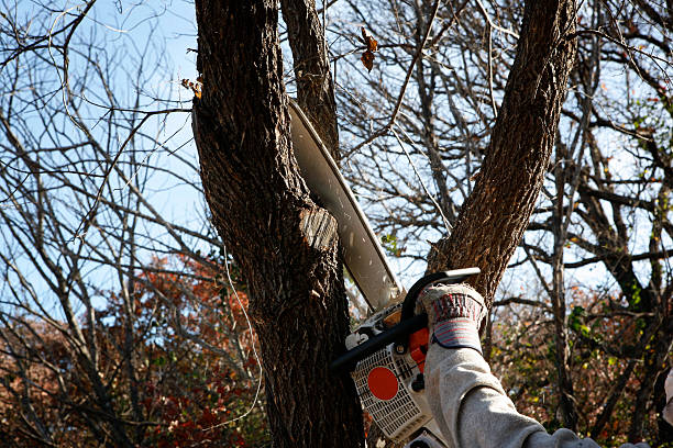 How Our Tree Care Process Works  in  Wharton, NJ