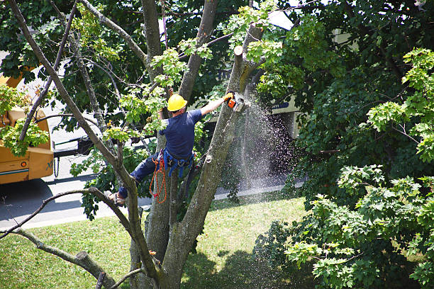Best Palm Tree Trimming  in Wharton, NJ