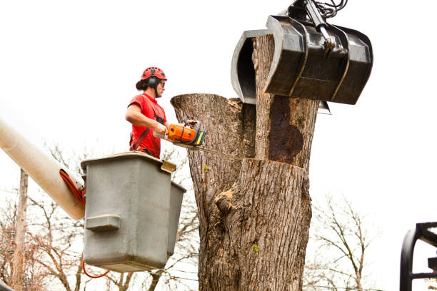 Trusted Wharton, NJ Tree Care Experts